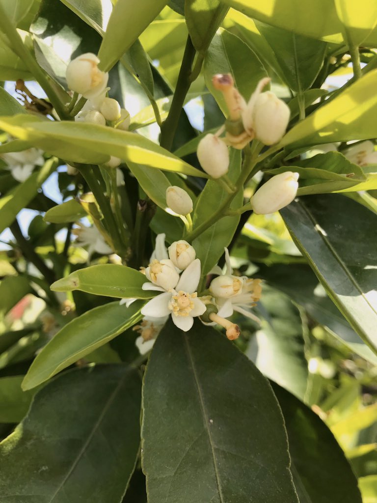 GardenValentin's tweet photo. La naturaleza sigue su curso y dará buenos frutos. #YoMeQuedoEnCasa #Torrevieja #garden #flowers https://t.co/I0kW35XPe9