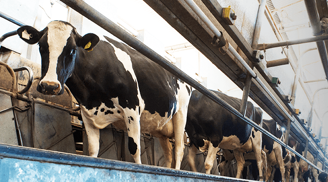 The upward trajectory in global #dairy product prices stalled in Q1 2020. The onset of the coronavirus in China &amp; the permeation across the globe have buyers &amp; sellers scrambling to assess the market impact. Read more: rabobank.com.au/commodity-sect…

<a href="/MickHarvey77/">Michael Harvey</a> <a href="/emhiggins/">Emma Higgins</a>