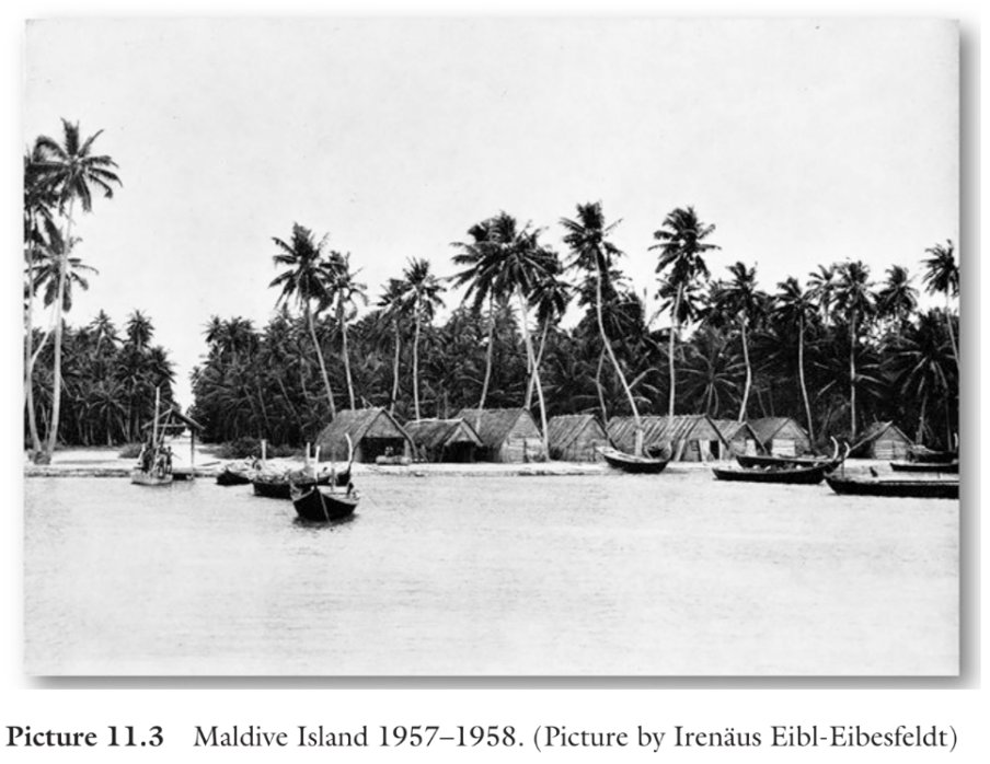 Maldives, 1957-58
Taken from: 'Disease Dispersion and Impact in the Indian Ocean World' - by Gwyn Campbell
#maldiveshistory
#maldivesculture
#ImagesofMaldivesPast