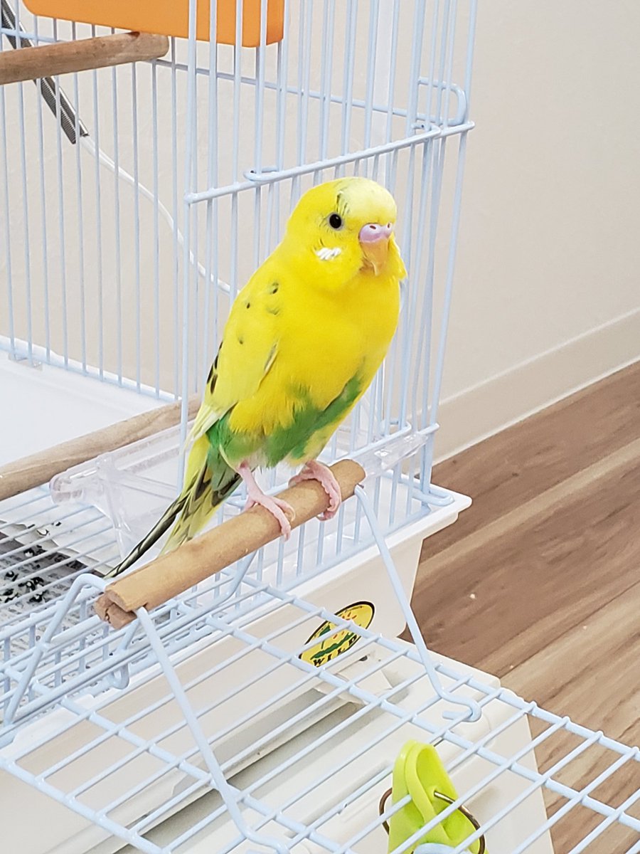 セキセイインコのいちごちゃん Ichigochan K103 Twitter