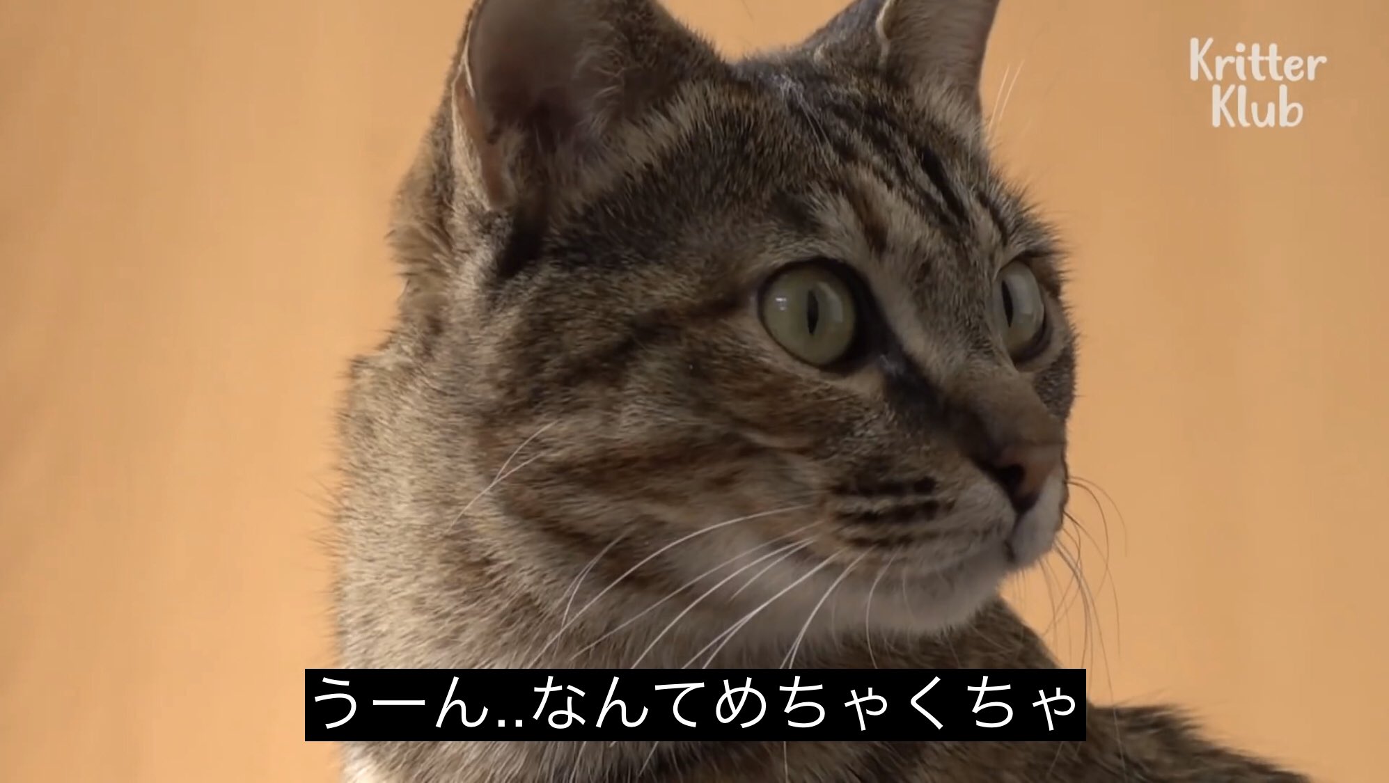 どうぶつ動画字幕bot うーん なんてめちゃくちゃhttps T Co Sjiq3kirsa Twitter