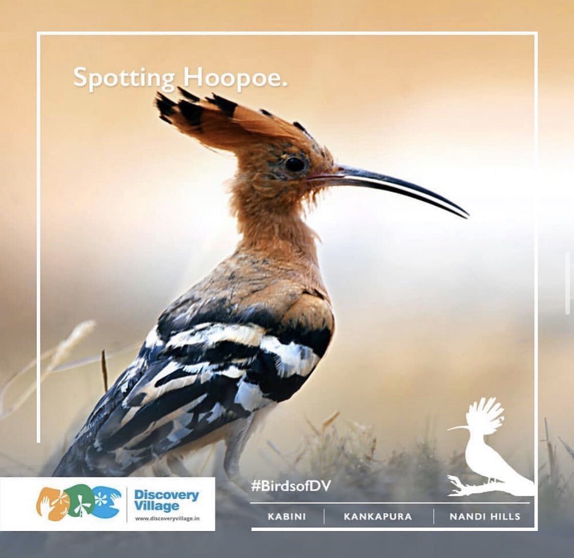 Meet the hoopoe. Named after its call, this feathered species ditches the typical nest made with twigs for a cavity in the trees, cliffs and walls. If you’ve set up a bird house on your balcony, the hoopoe would be its most likely inhabitant.
.
.
.
#Throwback #nature #sunbathing