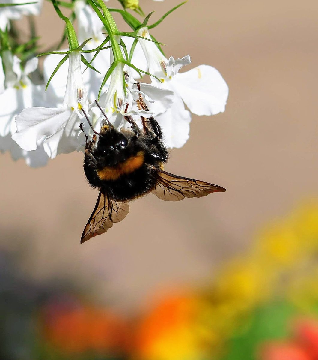 Looking forward to seeing these guys out and about again ...
@BBCSpringwatch @britwildlife @Team4Nature @NatureUK @Britnatureguide #wildlifephotography #bees #nature #naturephotography #bumblebee #EarthCaptures