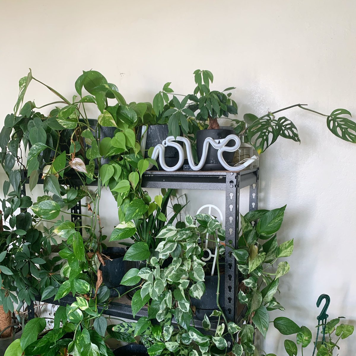 plant_jungle's tweet photo. Sending love to you all at home 💛Current #plantshelfie 🌿✨ probably needs a bit sprucing up now that it’s nearly mid-Autumn here 🍁 part of the @UrbanJungleBlog ‘Stay Home With Plants’ challenge today 🏡🌿
—
#stayhome #urbanjungleblog #shelfie #plantlife #foliage https://t.co/5RHu3ckjrb