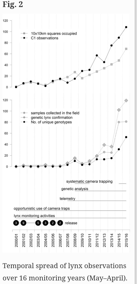 TEReiners's tweet photo. Finally our paper on lynx reintroduction genetics is out. Hurray. A good day in hard times. Thx @smueller705. #consgen20 #lynx
#Monitoring #conservation https://t.co/dua8yfyZPo https://t.co/Aq2dfOpz3E