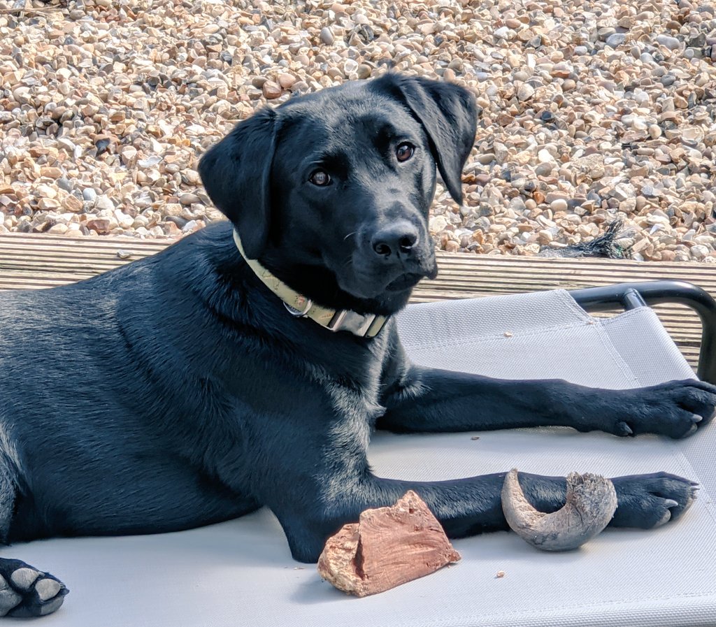 emilyjane237's tweet photo. Having more time to spend with and work on training with this monkey is the best thing to come out of this situation for me! #doggy #dogtraining #farmdog https://t.co/EYnFFONoMj