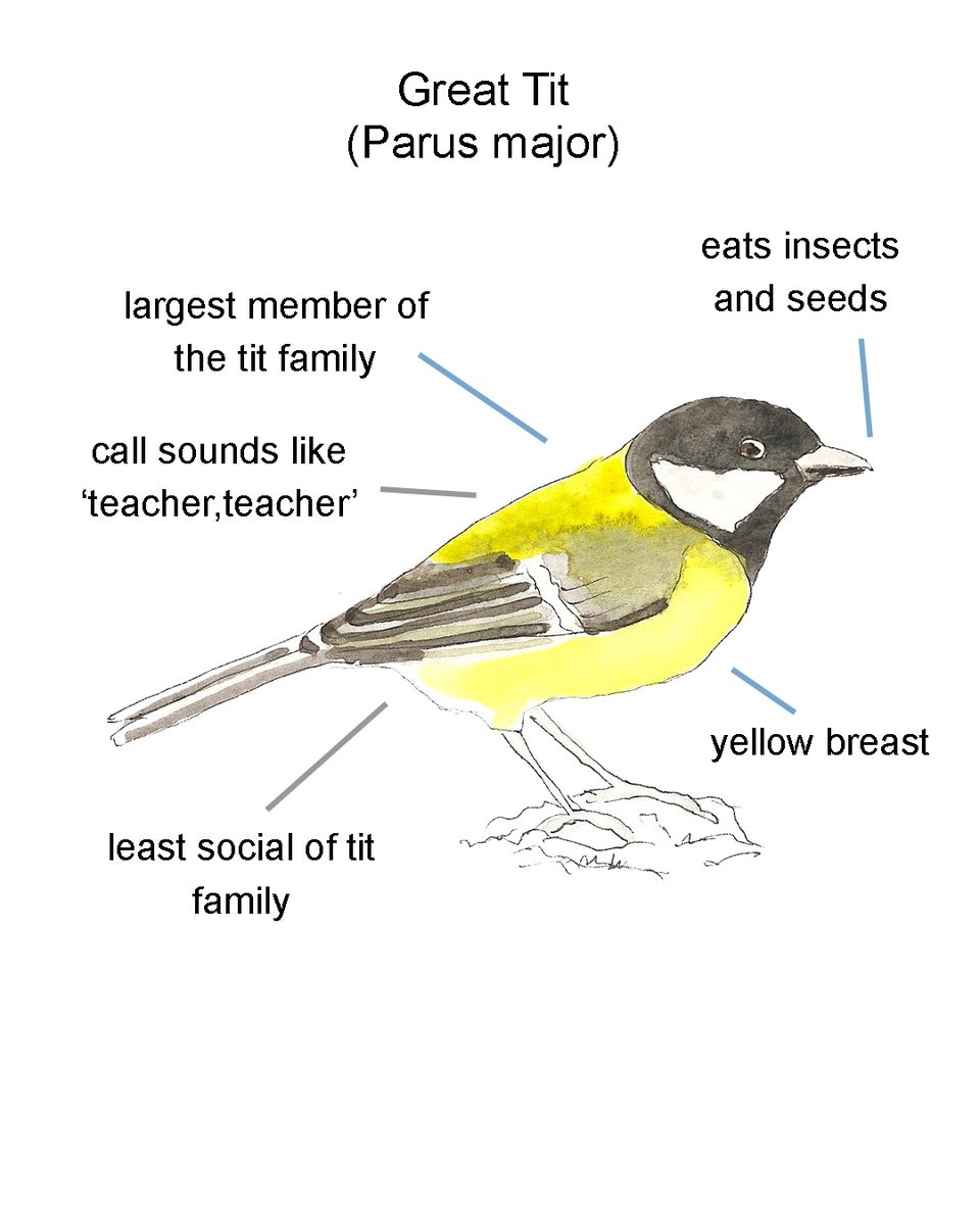 anghenn's tweet photo. Drawing tips for #DrawABirdDay. If you can hear the 'teacher-teacher' call you've got great tits nearby. Beautiful birds to sketch. #BreakfastBirdwatch #greattit #drawingmatters #drawingtolearn https://t.co/8C1UA3DYA4