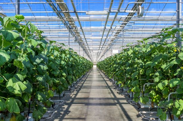 Voorkom wortelziekten in tweede komkommerteelt

De tweede teelt voor komkommers gaat binnenkort van start. Het hergebruiken van een steenwolmatten verhoogd het risico op een moeizame groei door Pythium. Lees meer: upl-ltd.com/nl/news-detail… #komkommerteelt #gewasbescherming