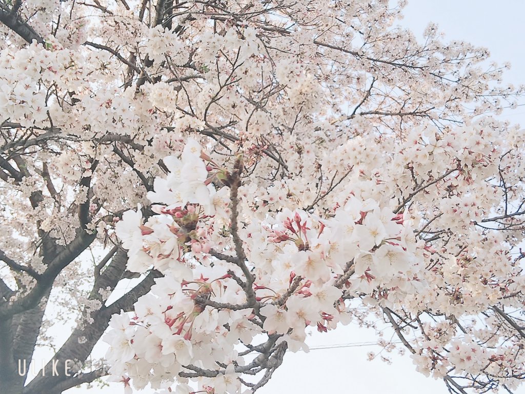 Rukiruki552's tweet photo. 仕事終わりに見に行った

桜綺麗だった〜🌸 https://t.co/7SHvmMuZeN