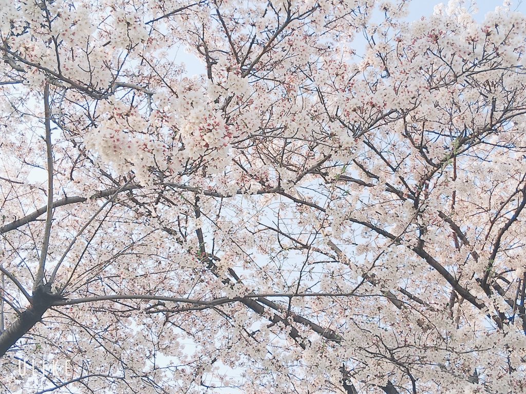 Rukiruki552's tweet photo. 仕事終わりに見に行った

桜綺麗だった〜🌸 https://t.co/7SHvmMuZeN