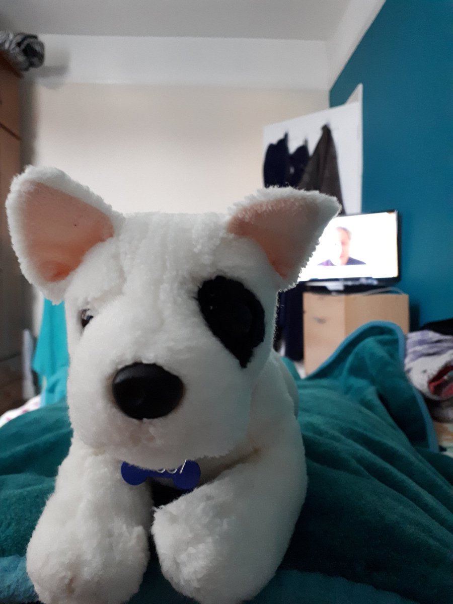 MEFoggyDog's tweet photo. *Foggy* Did you think I was joking?
Yes, this is my view. Foggy doesn't make a good window π
#sittingonme #BEDarrest #pwme https://t.co/Gjvt74ZRSr
