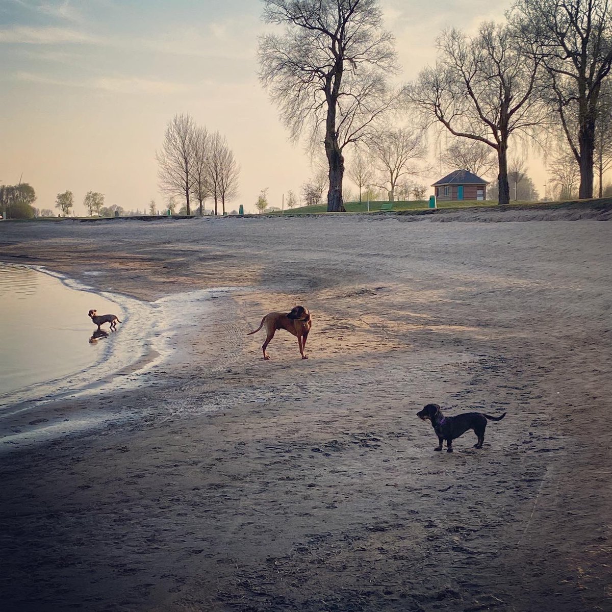 #SocialDistancing 🐶🐶🐶