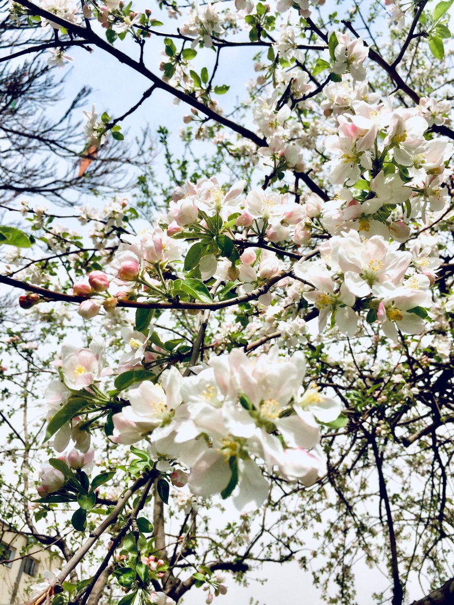 Grow Through What Ya Go Through... ;)
#Love This season <3
#Clks 📸 #Spring #Sweethome.
Kabul_Afghanistan