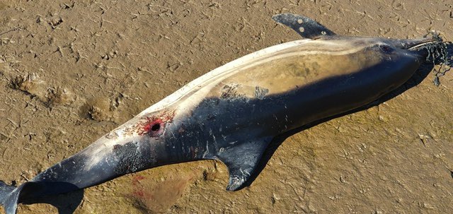 strandings_man's tweet photo. Unusual stranding reported at w/end- common dolphin found dead east of the Humber Bridge. Only 18th common dolphin reported stranded on North Sea England coast since CSIP began in 1990- over 2800 common dolphins found stranded in the UK over same period. #CSIoftheSea still going https://t.co/bqLIBJ4iE5