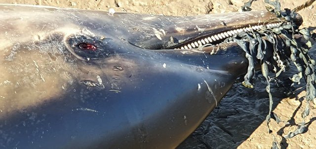 strandings_man's tweet photo. Unusual stranding reported at w/end- common dolphin found dead east of the Humber Bridge. Only 18th common dolphin reported stranded on North Sea England coast since CSIP began in 1990- over 2800 common dolphins found stranded in the UK over same period. #CSIoftheSea still going https://t.co/bqLIBJ4iE5