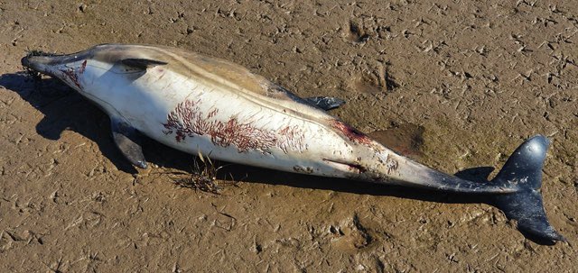 strandings_man's tweet photo. Unusual stranding reported at w/end- common dolphin found dead east of the Humber Bridge. Only 18th common dolphin reported stranded on North Sea England coast since CSIP began in 1990- over 2800 common dolphins found stranded in the UK over same period. #CSIoftheSea still going https://t.co/bqLIBJ4iE5