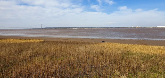 strandings_man's tweet photo. Unusual stranding reported at w/end- common dolphin found dead east of the Humber Bridge. Only 18th common dolphin reported stranded on North Sea England coast since CSIP began in 1990- over 2800 common dolphins found stranded in the UK over same period. #CSIoftheSea still going https://t.co/bqLIBJ4iE5