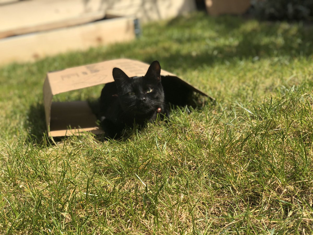 All this self isolating means that in between building Cat Rescue apps, we are exploring the world. In Steve’s case, from the inside of a piece of cardboard 🐈 📦