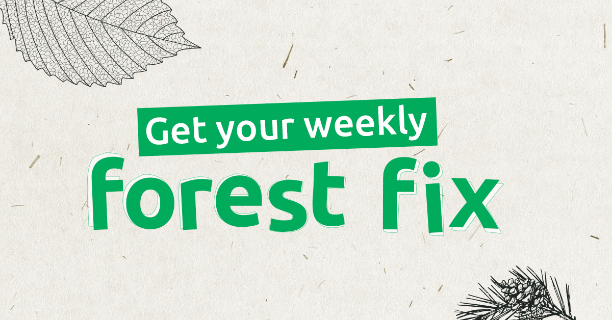 ForestryEngland's tweet photo. Sign up to get your weekly forest fix family-fun email, including…

👩🏻‍🌾 A weekly challenge
🍀 Nature focused activities 
✍🏼 Free printable games and lessons
🐢 and lots more!

Sign up here👉🏼 https://t.co/BpbNljBOpd

Share your creations with #ForestFixChallenge to be featured! https://t.co/BHw1HDfUeW