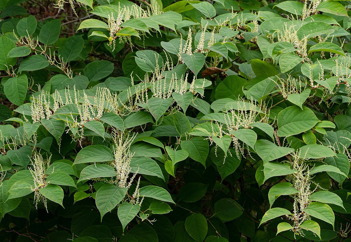 Japanese knotweed is a problematic  #invasive plant in the UK and North AmericaAs part of her PhD  @chanida_fung worked with  @CABI_News to try to improve the biocontrol potential of a psyllid (insect) and evaluate its performance given climate change https://doi.org/10.1016/j.biocontrol.2020.104269