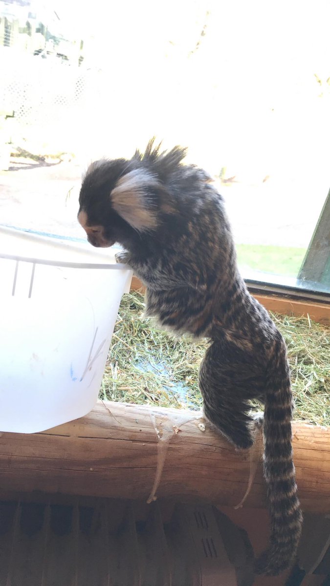 Camperdown Wildlife tweet media