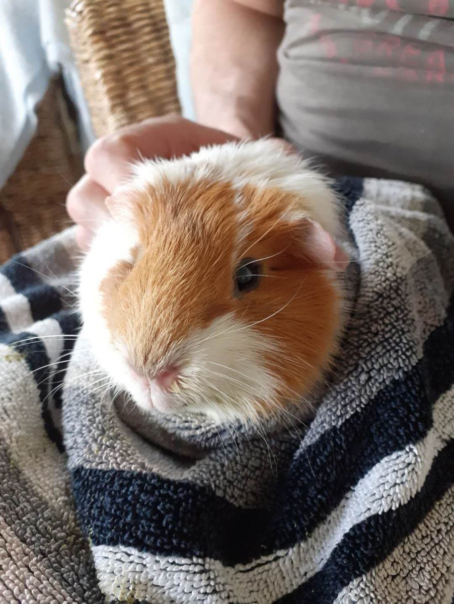 Wed 8 April (Day 17 working from home)Still got plenty of earlier pigs to show you, but wanted to post a pic of my poorly boy today, looking desperately sorry for himself (why do poorly pigs look so floofy?) but a lot brighter than he has been the last few days! #PigOfTheDay