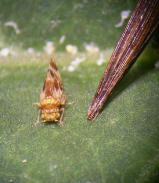 We hypothesized that increased genetic variability could help revive the available stock of laboratory reared insects.We tested three strains (variants of the same species) including a newly created hybrid combining individuals collected in two areas of Japan(photo by CABI)