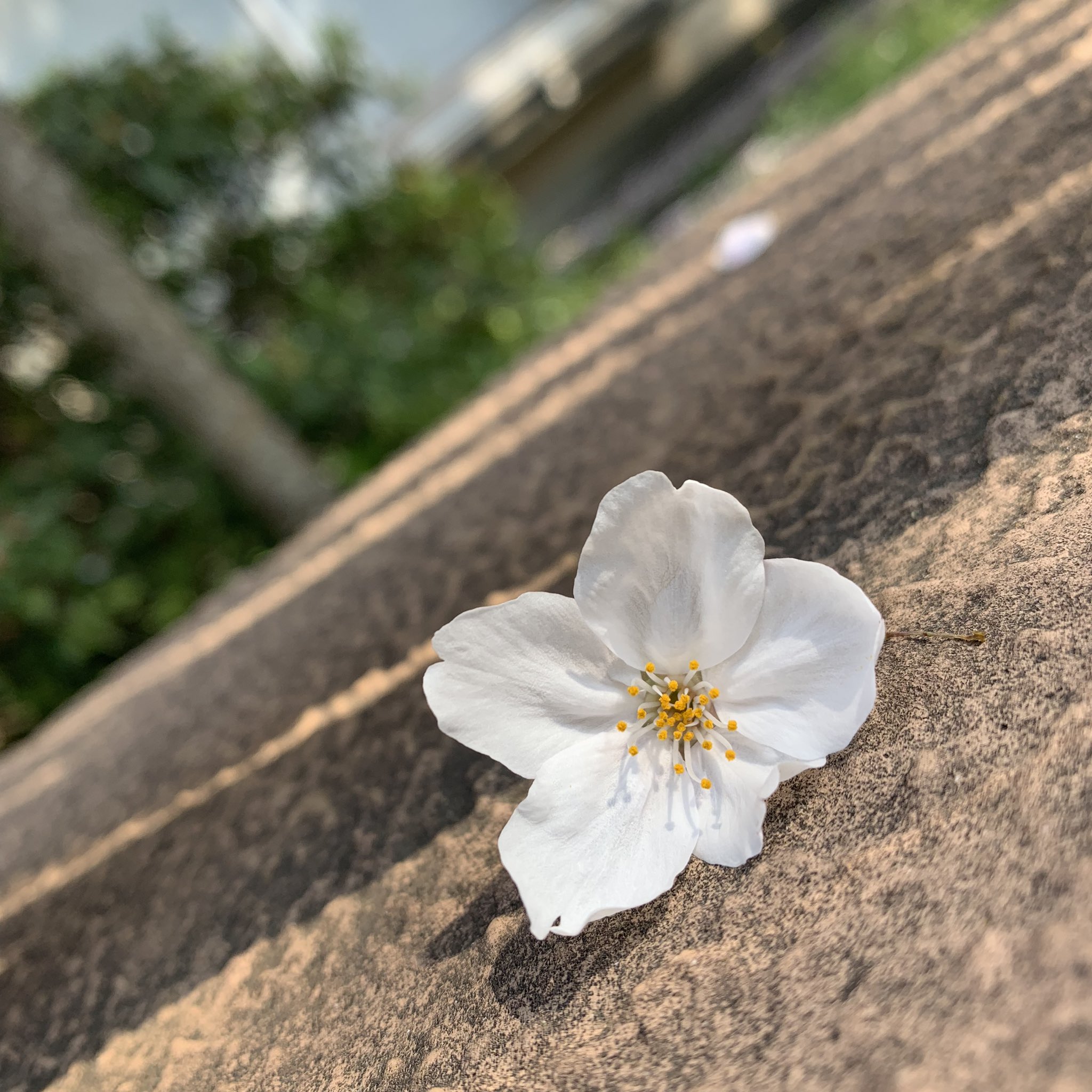 古山潤一 Twitterren はーらーはーらー まーいちーる さくらーみちー はらはら舞い散る桜道 一瞬の命の煌めき ひらひら咲き散る花風に 潔く 美しいままで散っていく T Co Ujnhxc2tng Twitter