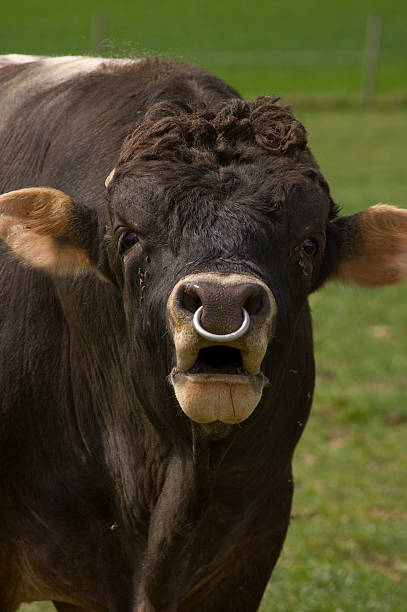Evalueerbaar binding Schrijf op Jaguza Livestock on Twitter: "Why do nose ring? If you're going to lead a bull on a halter, then it's a good idea to have him nose ringed. But the bull must Evalueerbaar binding Schrijf op Jaguza Livestock on Twitter: "Why do nose ring? If you're going to lead a bull on a halter, then it's a good idea to have him nose ringed. But the bull must