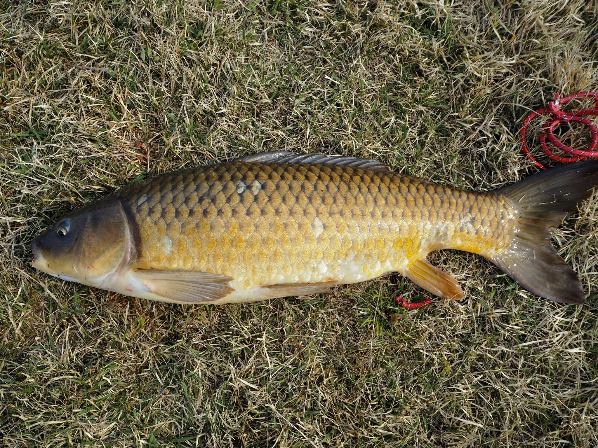 Kyo 琵琶湖 琵琶湖の在来型コイでした カッコよすぎるやろ やったぜ ずっとびわ博でしか見たこと無かった魚をのべ竿で獲れて実際触れる事が出来た幸せ足るや サイズは80cmジャスト 感無量です T Co Dc7uqha7vx Twitter