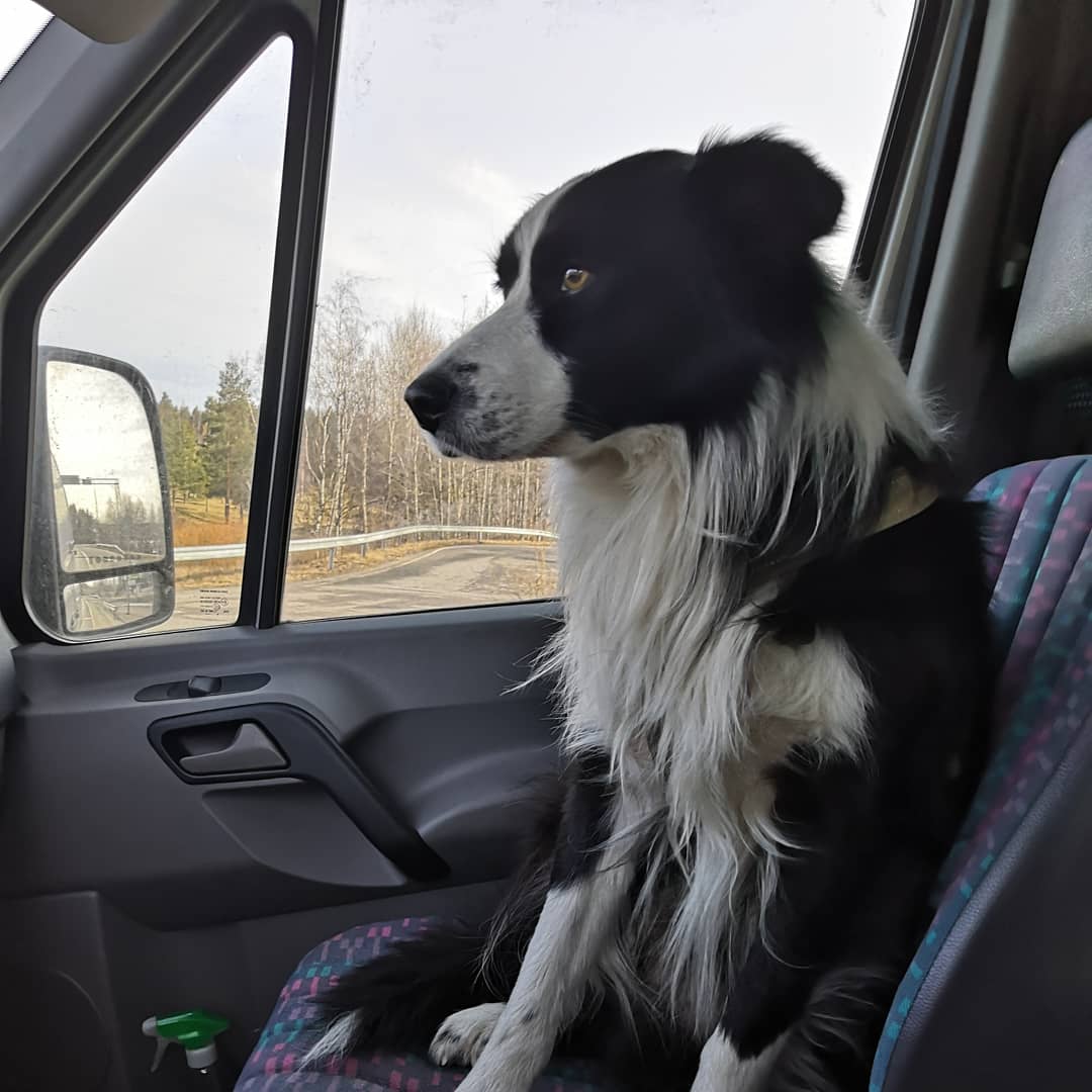 HePentt's tweet photo. 🚛🐺👍👍 #timppalive ja #portterimämmi liikkuu https://t.co/ZdBkvCMb1K