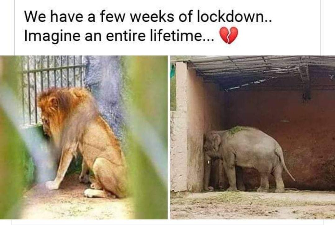 Ban the zoos please. #LockdownLearning