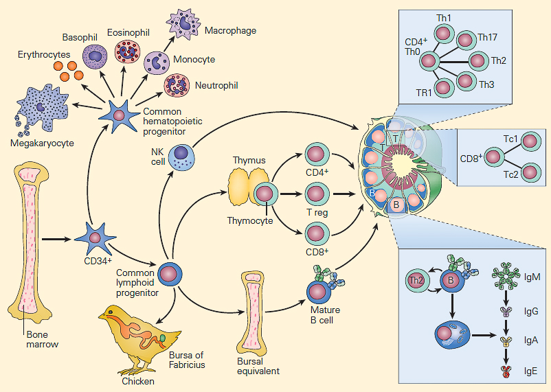 3/ Lymphopoiesis: - Production in the bone marrow. All lymphocytes arise from a CLP (common lymphoid progenitor). - Differentiation, selection of T cells in the thymus.- All lymphocytes (B, T, NK) then continue their maturation in the periphery (lymph nodes, spleen, MALT).