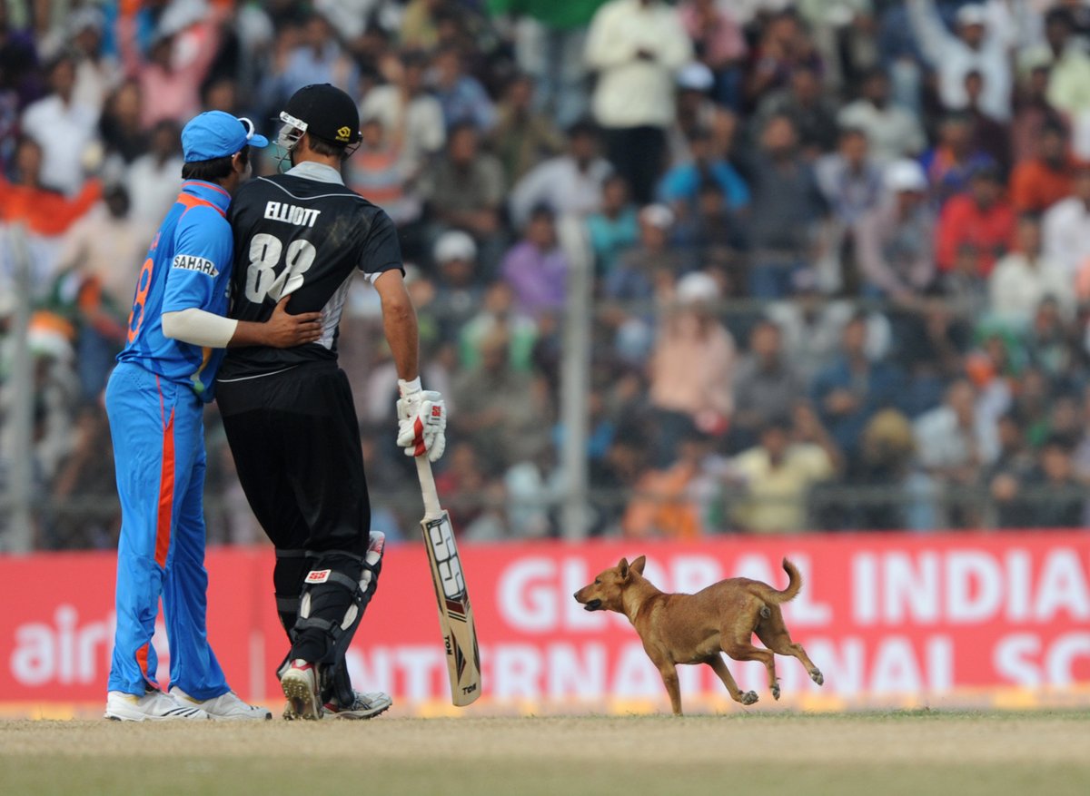 Doggos of cricket A thread 