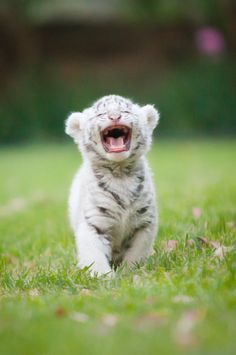 Taehyun baby white tiger thread @TXT_members