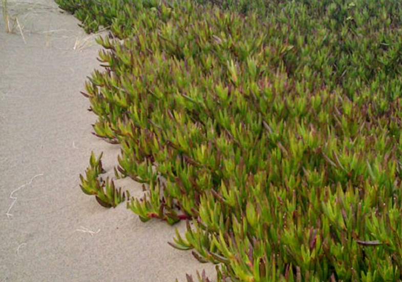 WhistleBritche5's tweet photo. @CoryTuc35227182 @monicaonairtalk It's the "invasive species" succulent plant that grows all over the beaches. https://t.co/UhVlTdgYK1
