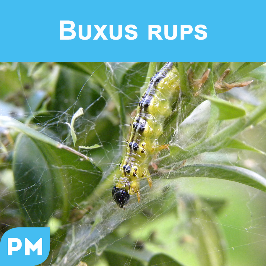 The box tree #caterpillar is back. Now, you can combat them #naturally. If you shake the plants, they will fall out. Or, you can remove them with a highpressure water spray (from a proper distance). The sooner, the better! 🐛🌱🔫
#natuurlijkbestrijden #buxusrups #daslief