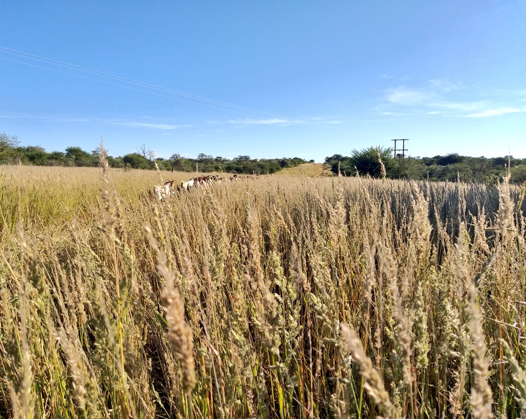ThaboDithakgwe's tweet photo. To be rich is not what you have in your bank account, but what you have in your heart-
Hello South Africa!🇿🇦
#SimbraSA #BoergoatSA #BeefProduction #BeefProduction #GoatProduction #VeldManagement #foodsecurity #FarmingWithPassion #YoungandFarming #SouthAfricaLockdown https://t.co/E6Dc7bVVJW