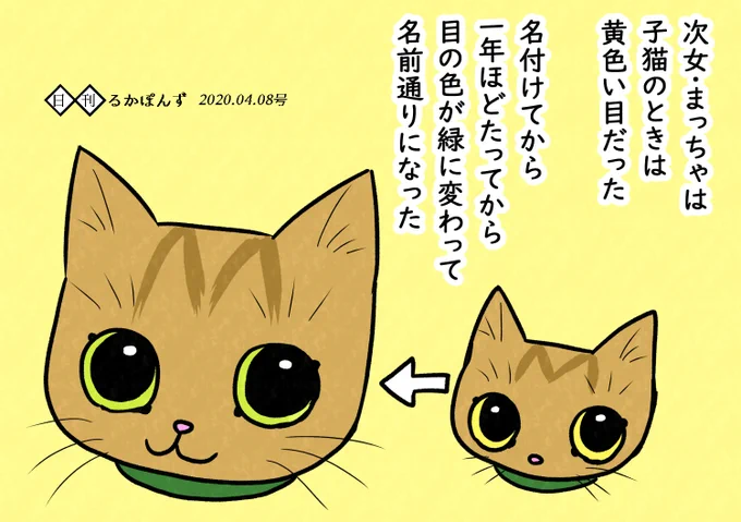 1コマ漫画、まっちゃの奇跡。

2枚め左上まっちゃ(子猫)、下まっちゃ(今)、右上はあんみつ(子猫)。

#保護猫3兄妹 #猫 #猫漫画 #コミックエッセイ #猫マンガ 