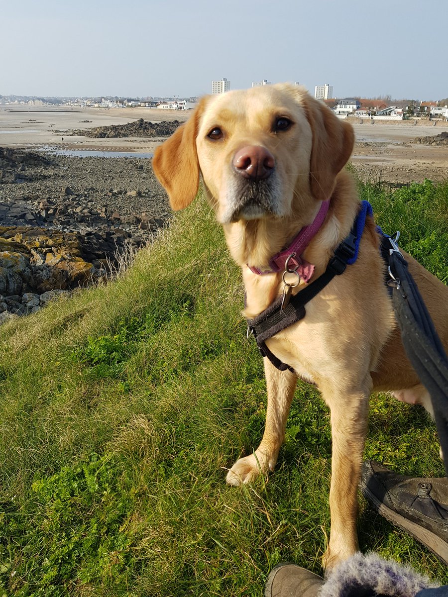 FXFitnessJersey's tweet photo. @MsWannaBean @parkrunUK @Jerseyparkrun Here she is! Took her for a walk to Green Island the other day https://t.co/5HoPETO6wG