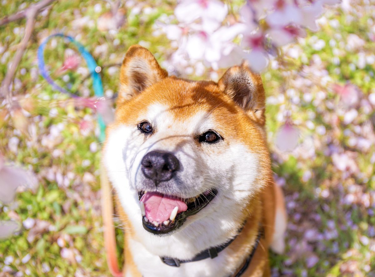 今日は令和最初の柴の日なんですよ。
知ってました？

#祝日にすべき
#柴の日
#柴犬の日
#柴犬
#柴犬はいいぞ
#Photographers710
#p710犬部
#柴
#shibainu 
#shiba
#日本犬
#shibe