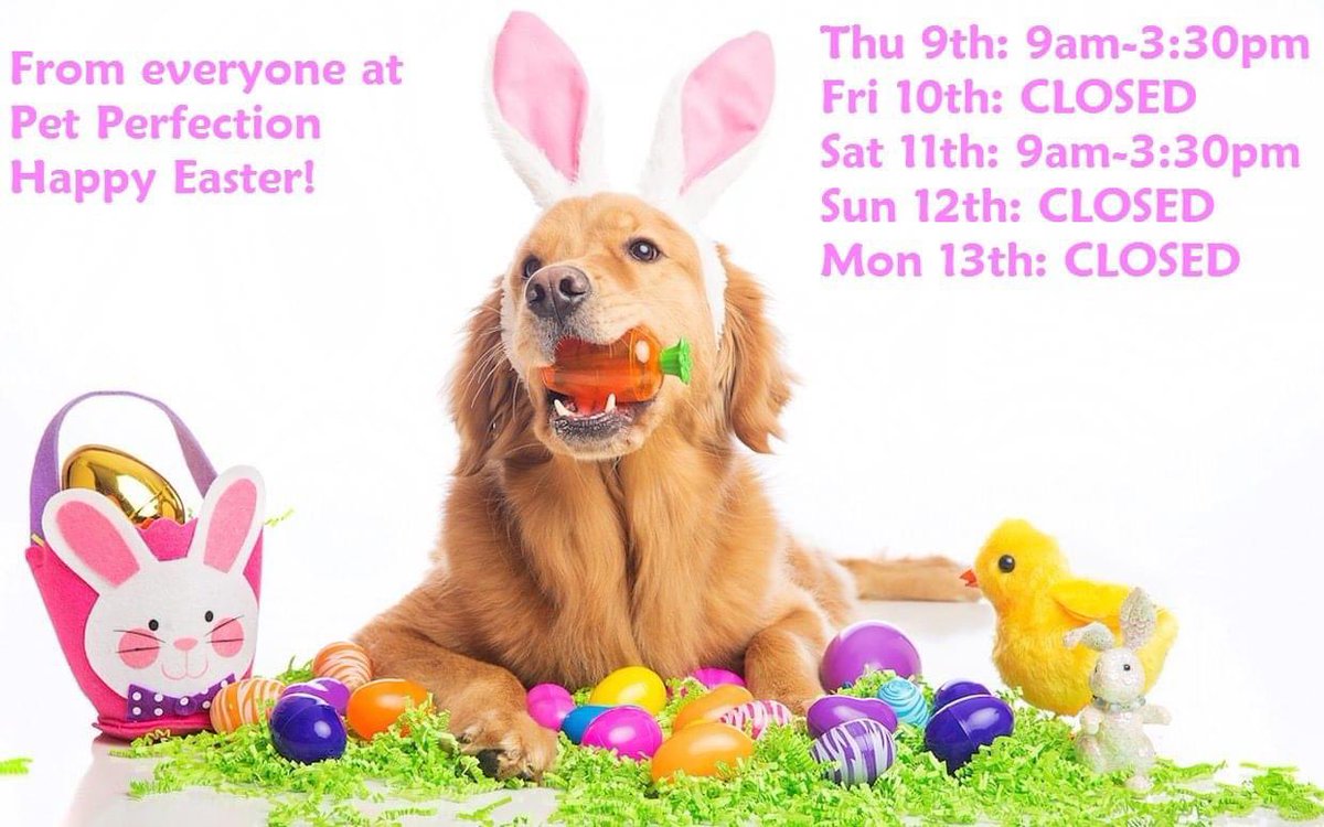 PetPerfection's tweet photo. !Easter Opening!
In order for everyone to stay home and enjoy Easter with family/households our opening times this week will be:
Thurs 10th: 9am-3:30pm
Fri 11th: CLOSED
Sat 12th: 9am-3:30pm
Sun 13th: CLOSED
Mon 14th: CLOSED
Stay home, stay safe and Happy Easter! https://t.co/gRS8oT5FOv