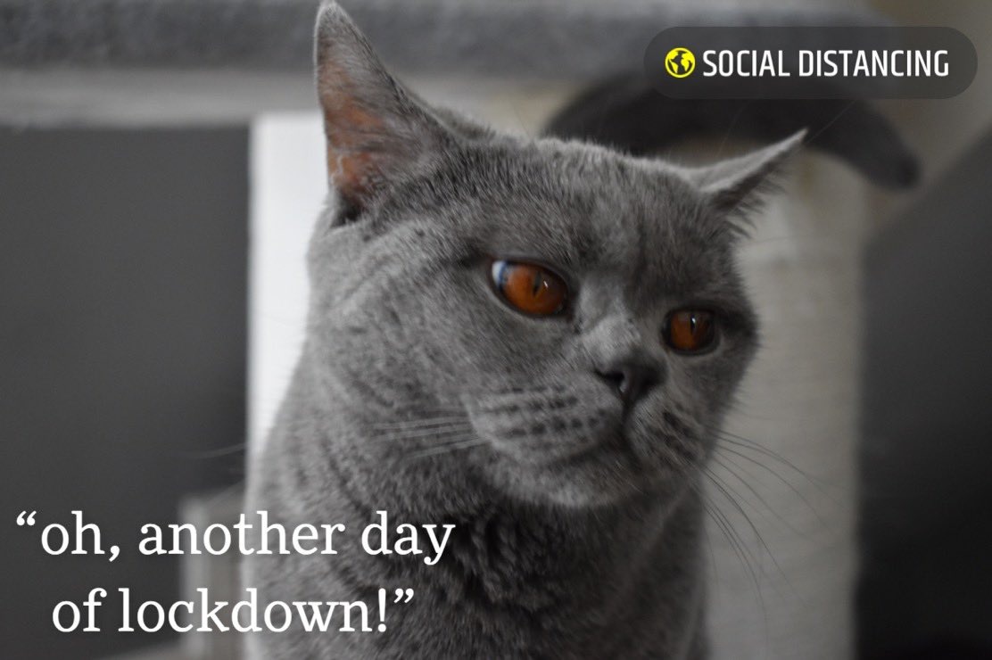 RiaHilfi's tweet photo. #lockdown #SocialDistancing #COVID19 #coronavirus #petsunderlockdown #CatsOfTheQuarantine #bored https://t.co/IoalbUvrtH