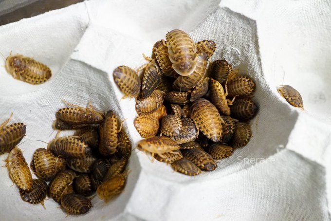 爬虫類エサ通販のtwitterイラスト検索結果