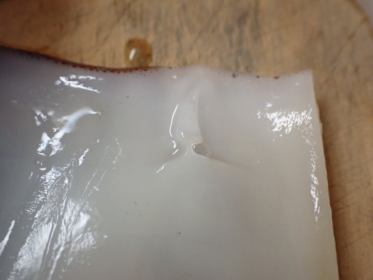 鹿100の生物紹介アカウント おうちでできる解剖 ここ数年イカ高いのであれなんですけどね このスルメイカはオスでした 面白いのはイカの外套膜 イカ飯作る部分 はホックでくっついていること 写真2枚目がホックです 気合入れればイカは外套膜脱げる