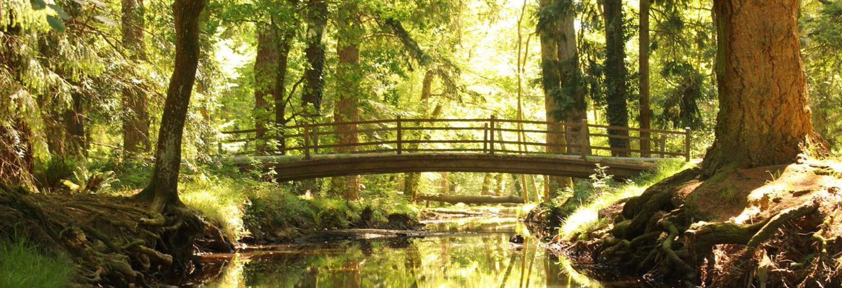 The New Forest in the spring is so refreshing and magical! ✨🌷 thenewforest.co.uk