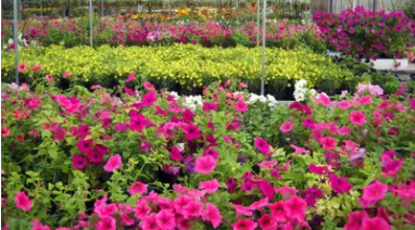 🌿🌺🌳🌷More time in the garden.  We love the way combegardencentre.com is enabling easy purchase of Plant and Compost Bundles.  All details here trybooking.co.uk/11713 
<a href="/combe_estate/">Combe Estate</a> #gardening #gardencentres #garden <a href="/TheMontyDon/">Monty Don</a> <a href="/GWmag/">BBC Gardeners' World Mag</a> <a href="/kewgardens/">KewGardens</a> #GardenersWorld