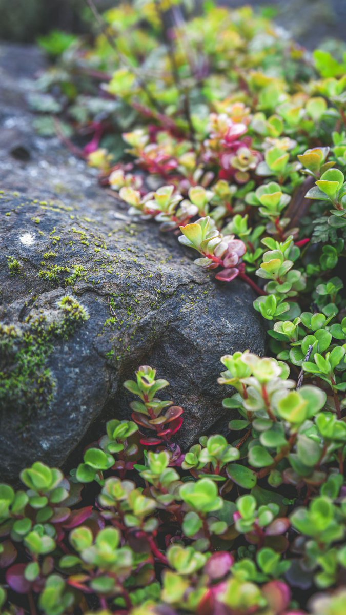 Succulent Studios This Wallpaperwednesday Features A Dragon S Blood Succulent Growing Outside In The Wild Because Honestly We Miss Outside As The Sun Exposure Increases Throughout The Summer These Green Succulent Studios This Wallpaperwednesday Features A Dragon S Blood Succulent Growing Outside In The Wild Because Honestly We Miss Outside As The Sun Exposure Increases Throughout The Summer These Green
