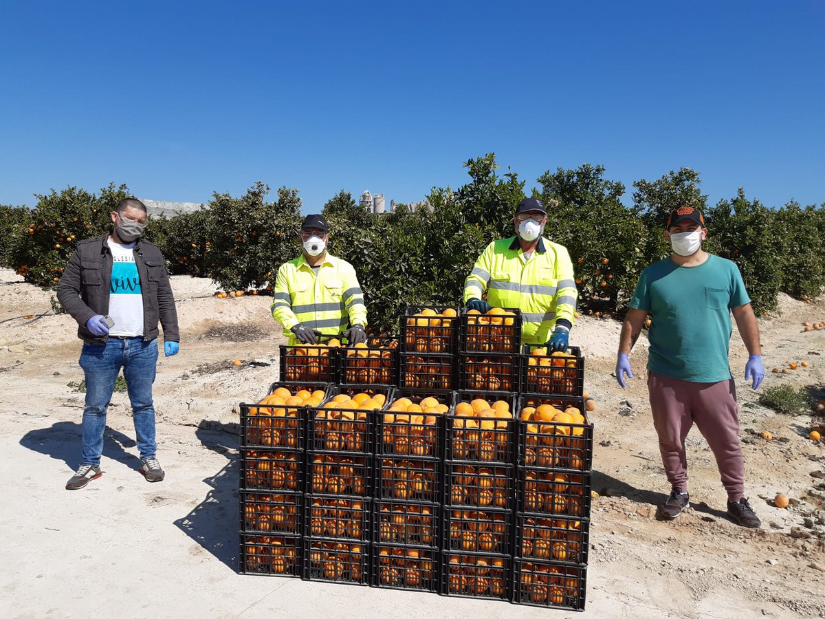 CemexEspana's tweet photo. Donamos 400kg de mandarias al albergue La Florida de Alicante. Los cítricos se han recolectado en ‘El Clotet’, antigua cantera restaurada como finca agrícola y que rodea la fábrica de cemento de Alicante. 

🌐 https://t.co/Xun5ud3B1I https://t.co/qwmq21ZpAA