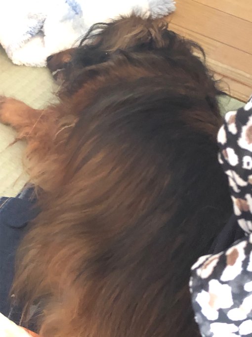 これを見た人は自分がかわいいと思う犬を貼れというか犬はかわいいのtwitterイラスト検索結果 これを見た人は自分がかわいいと思う犬を貼れというか犬はかわいいのtwitterイラスト検索結果